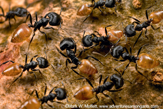 Illustration for article titled Why size doesn’t matter: Ants and world domination